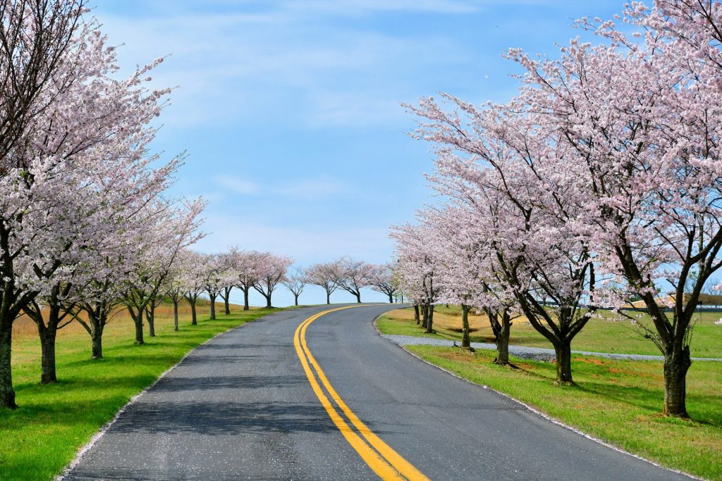 a road street lined with cherry trees in full bloo 2022 11 14 03 48 28 utc