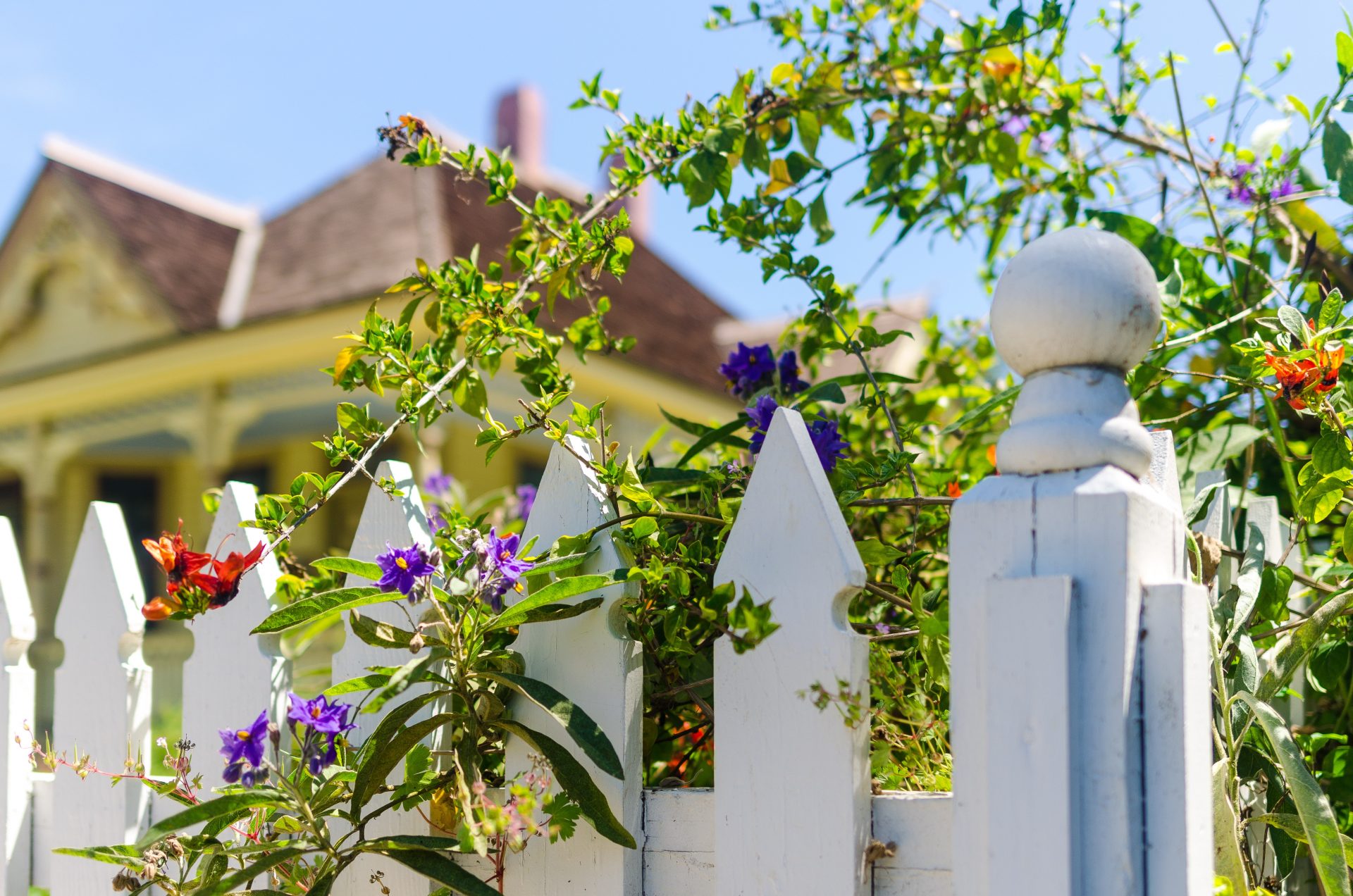 white picket fence with green vines and flowers an 2022 11 10 17 47 59 utc
